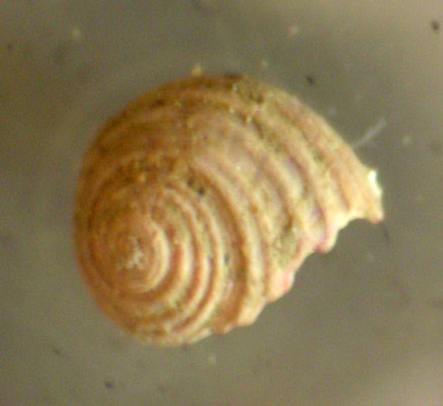 Homalopoma sanguineum